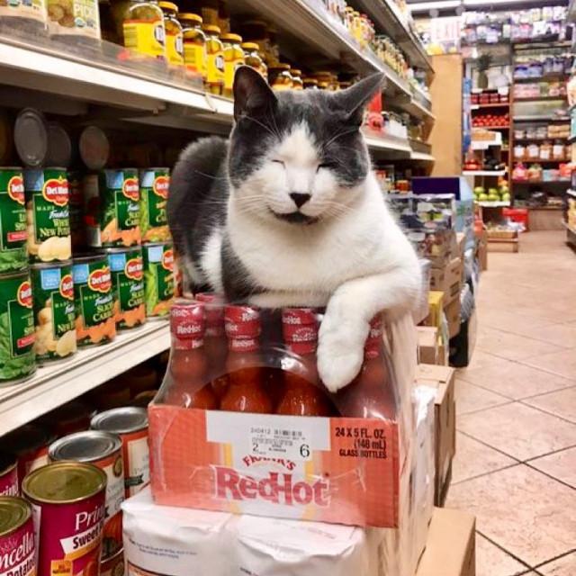 ������ ��������