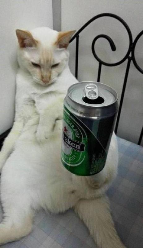 ������ ��������