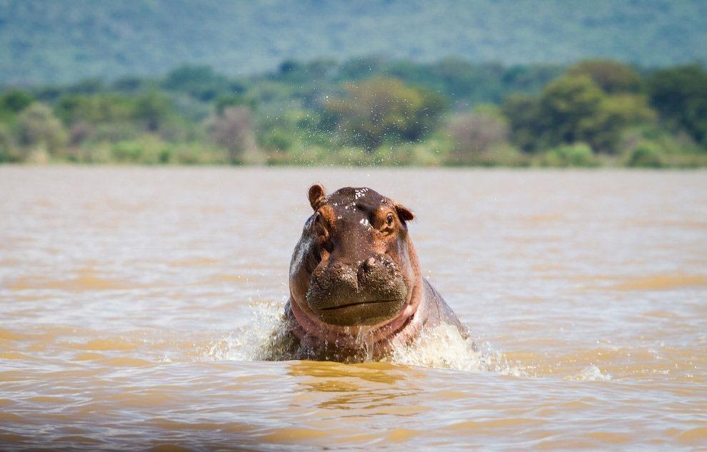 ������ ��������