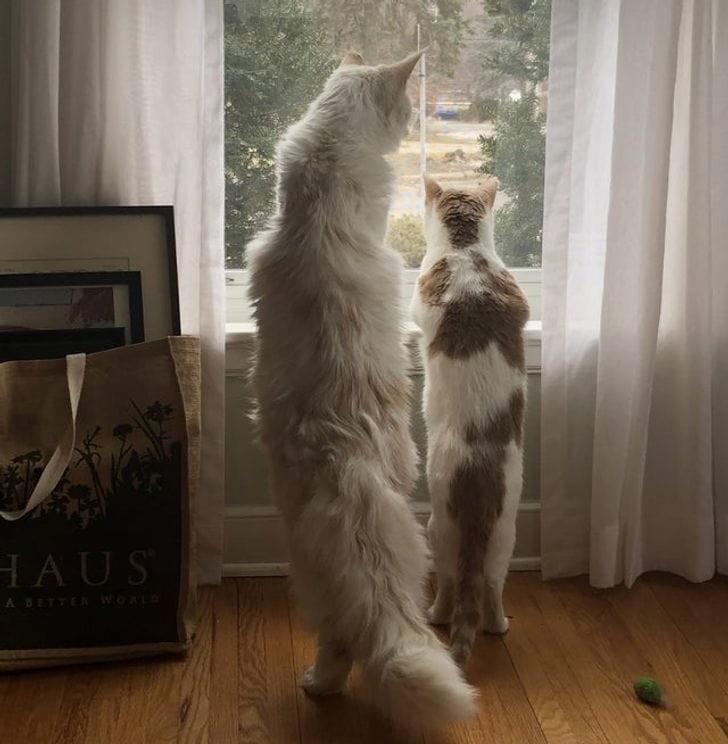 ������ ��������