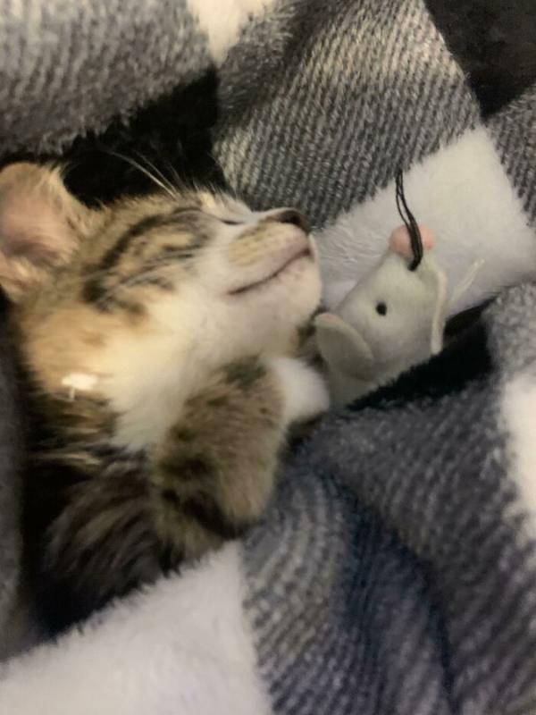 ������ ��������