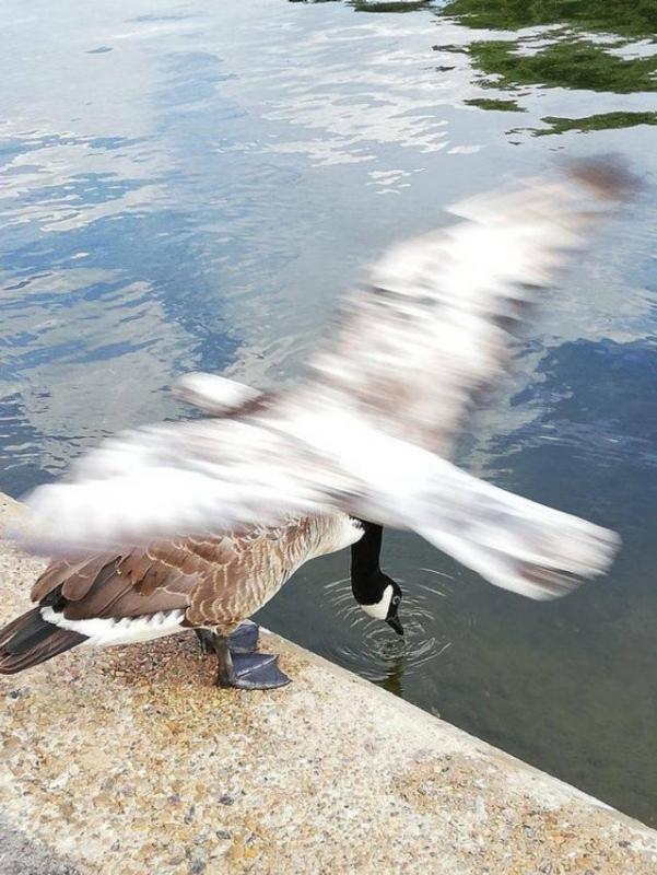 ������ ��������