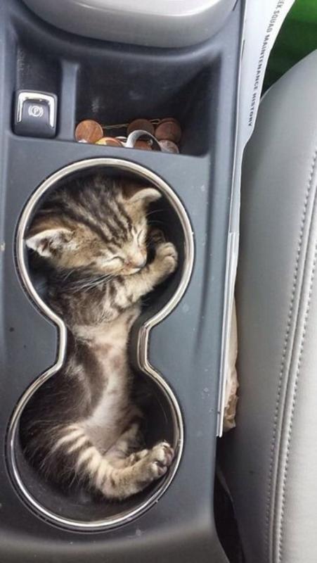 ������ ��������