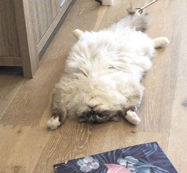 ������ ��������