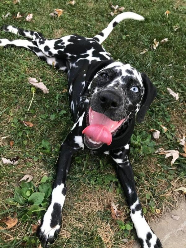 ������ ��������