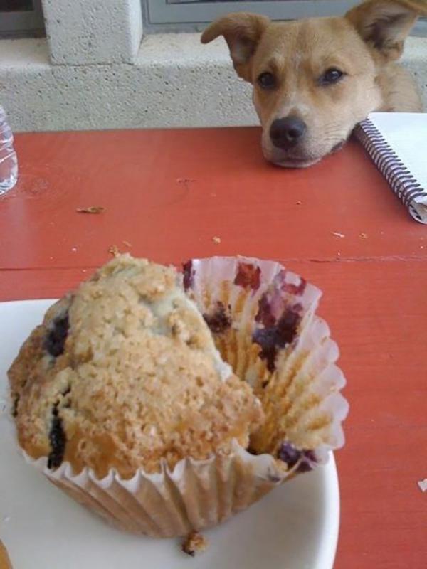 ������ ��������