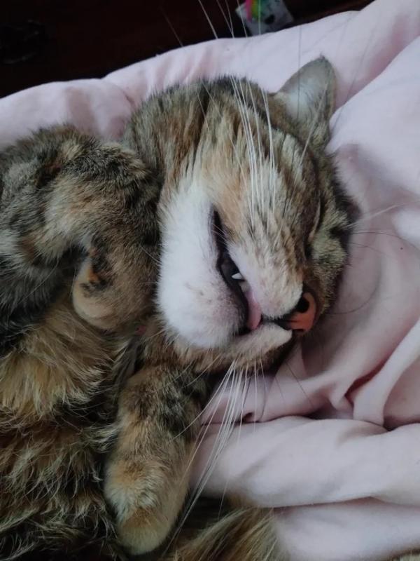 ������ ��������