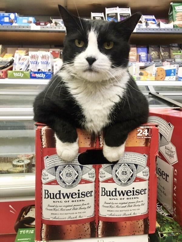 ������ ��������