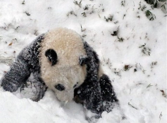 ������ ��������