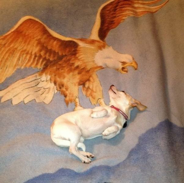 ������ ��������