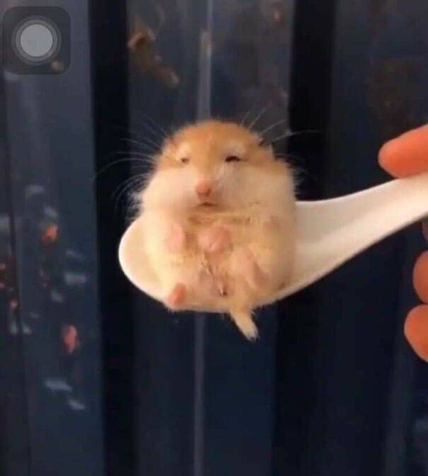 ������ ��������