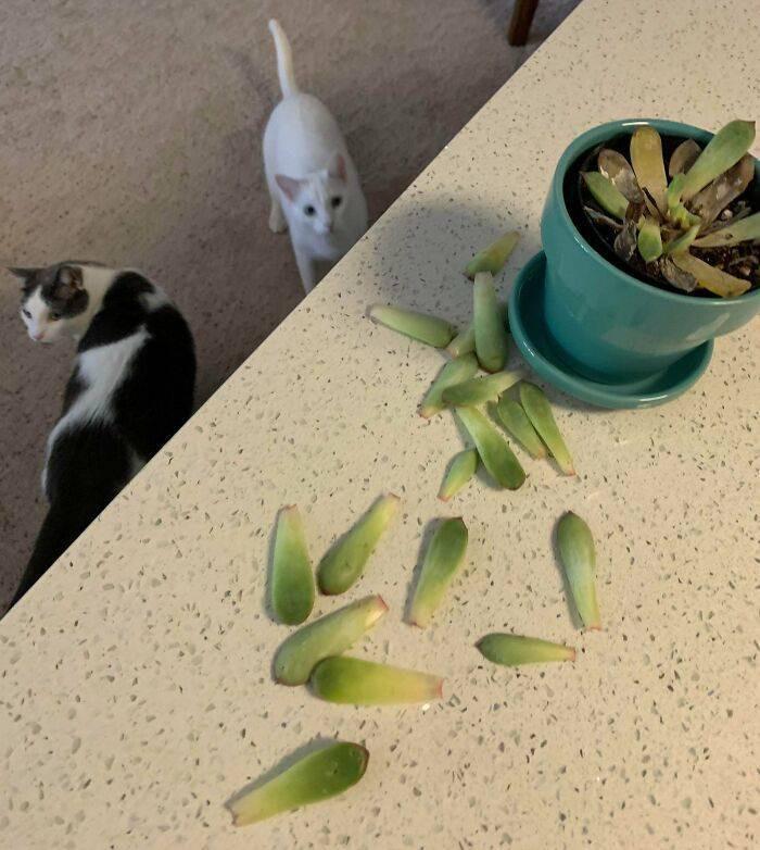������ ��������