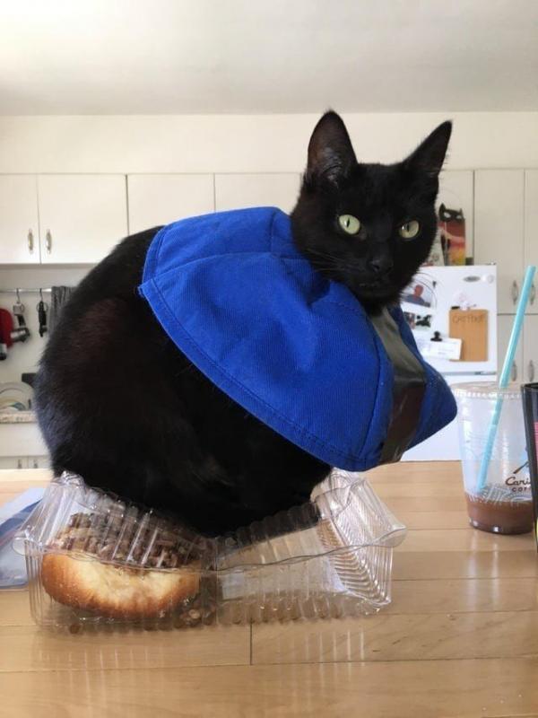 ������ ��������