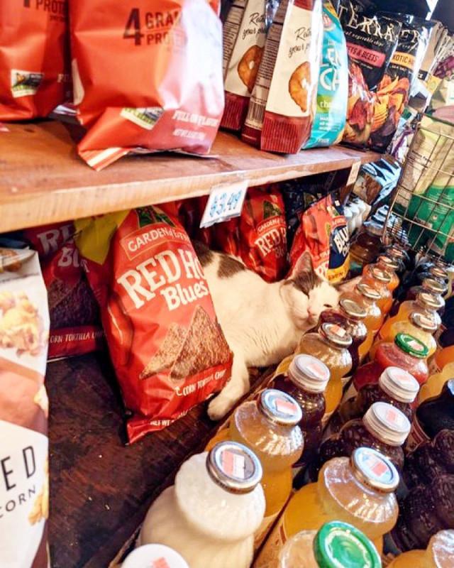 ������ ��������