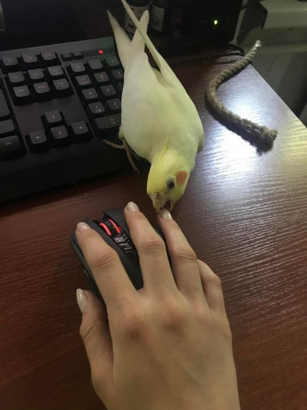 ������ ��������