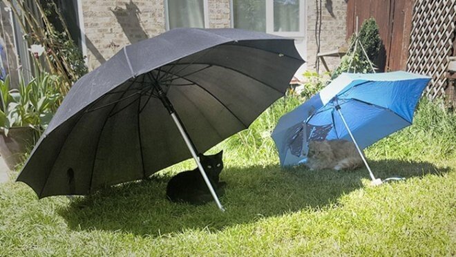 ������ ��������