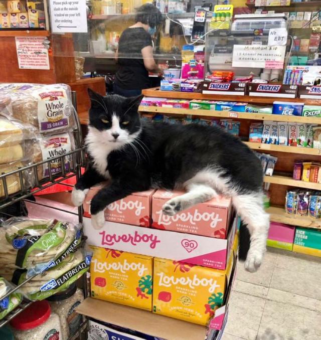 ������ ��������