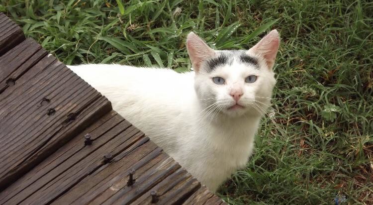 ������ ��������