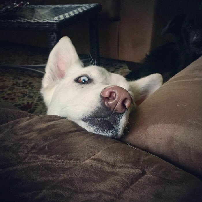 ������ ��������