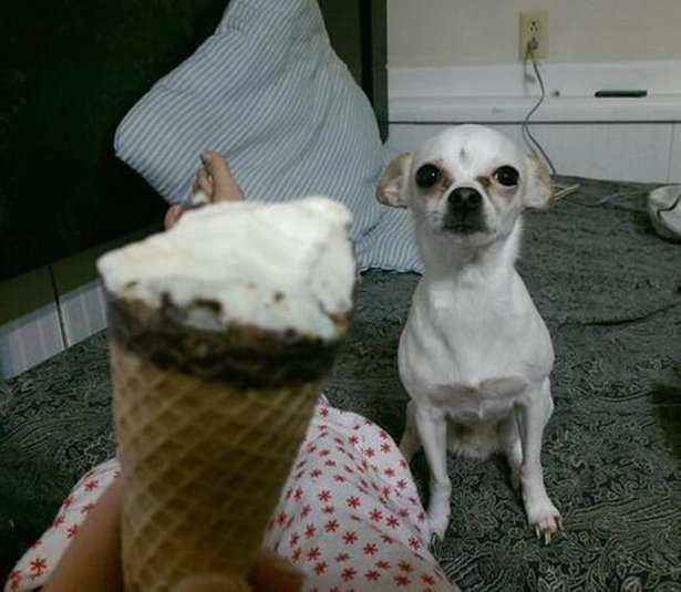 ������ ��������