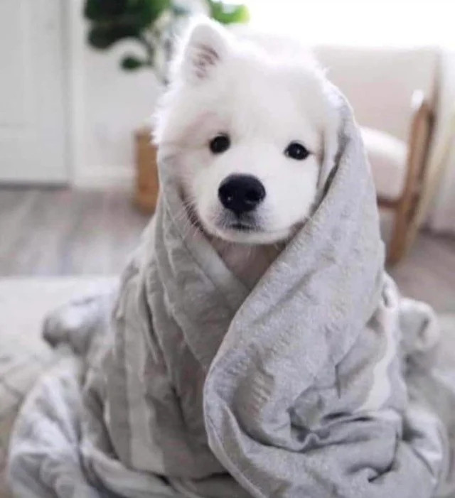 ������ ��������