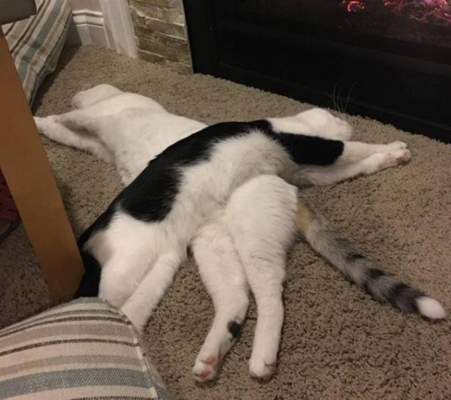 ������ ��������