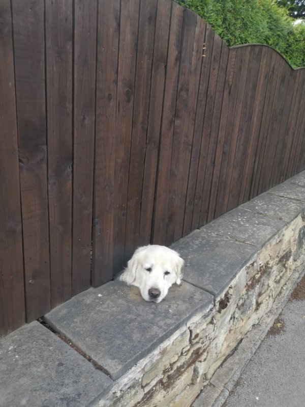������ ��������