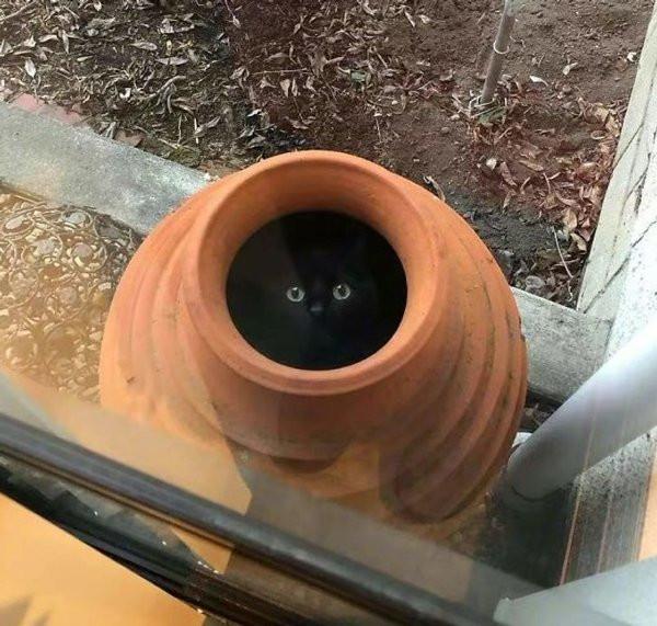 ������ ��������