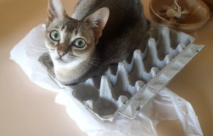 ������ ��������