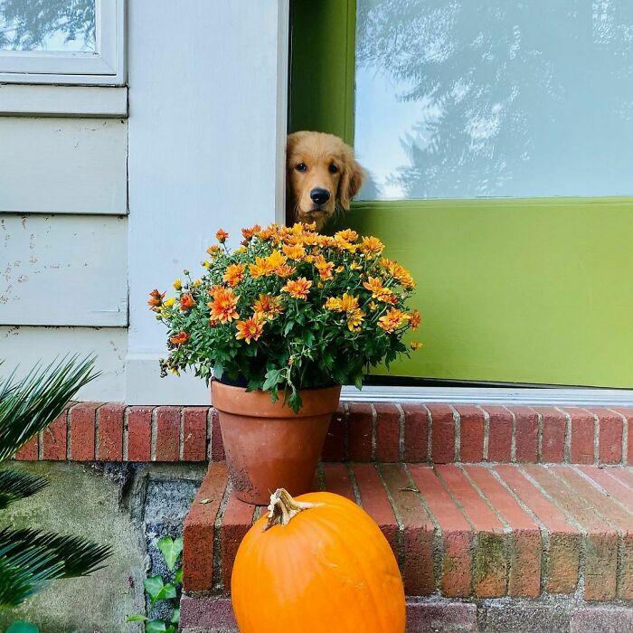 ������ ��������