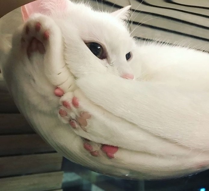������ ��������