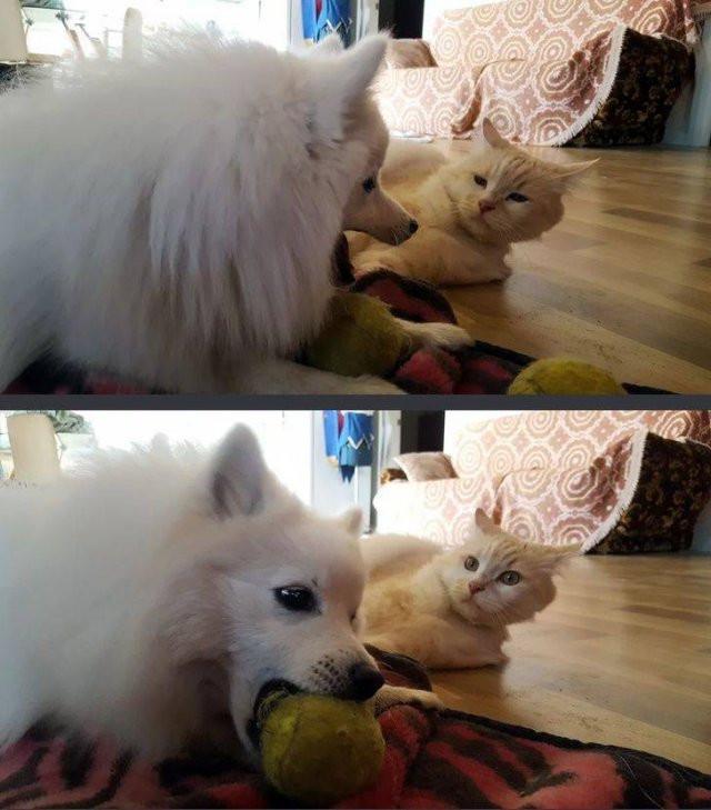 ������ ��������