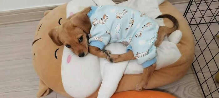 ������ ��������