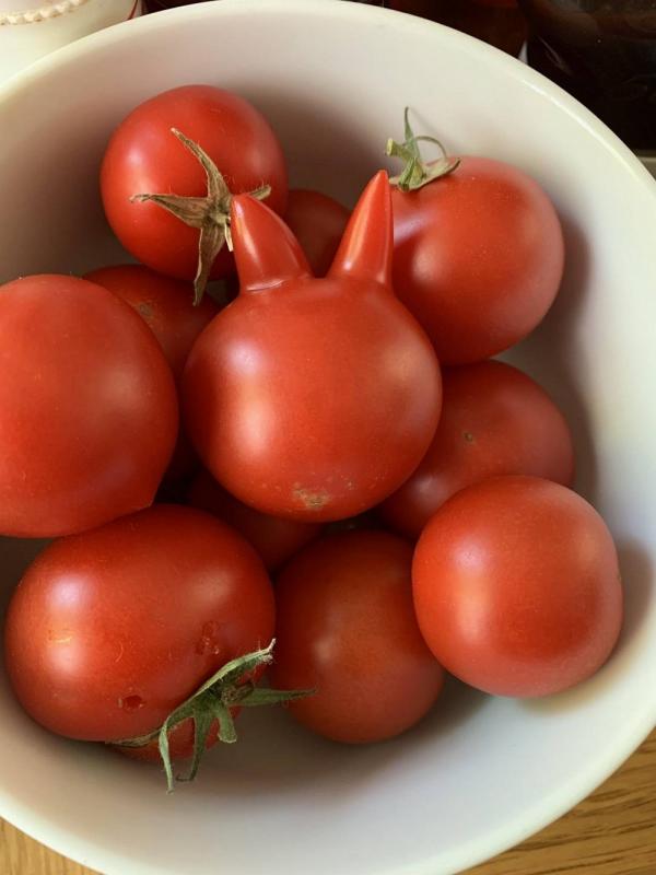 ������ ��������