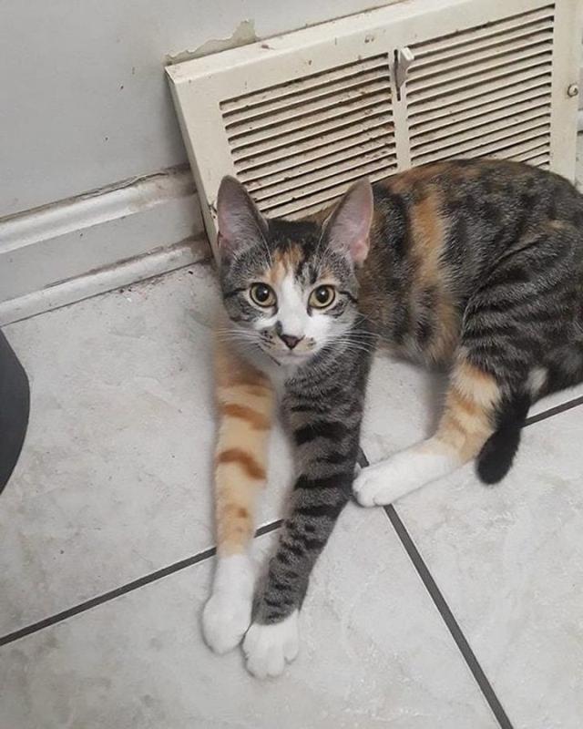 ������ ��������