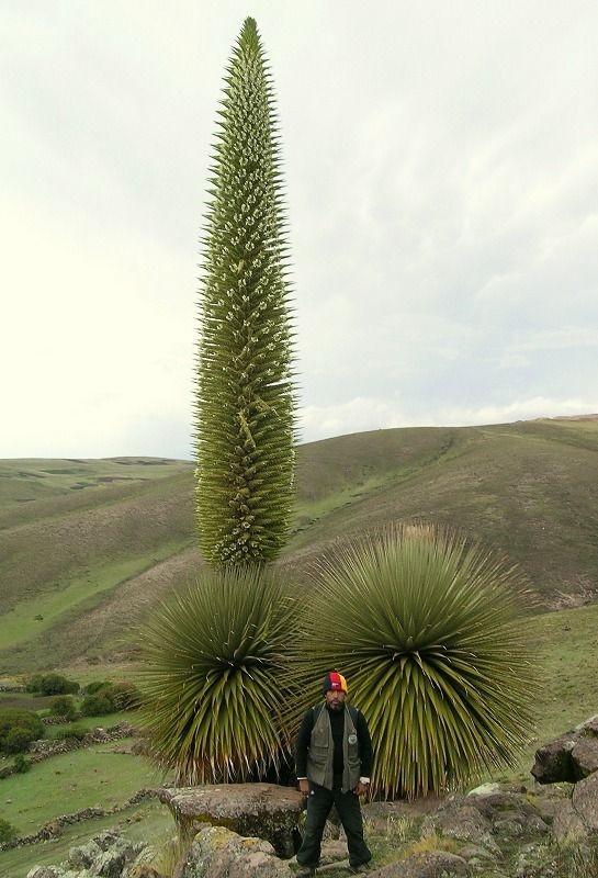 ������ ��������