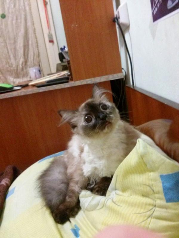 ������ ��������