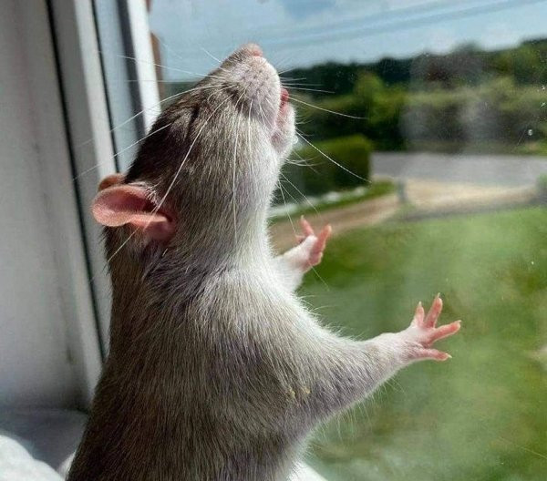 ������ ��������