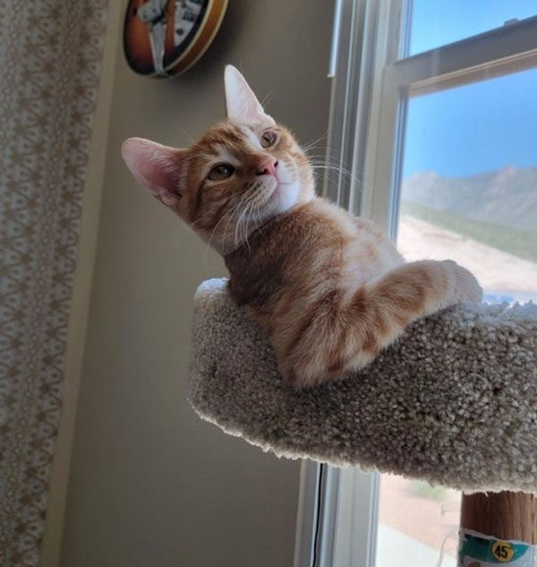 ������ ��������