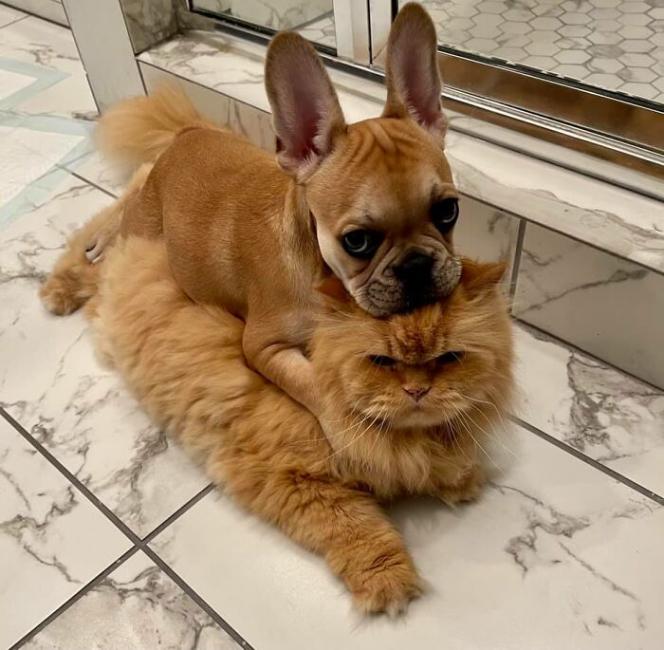 ������ ��������