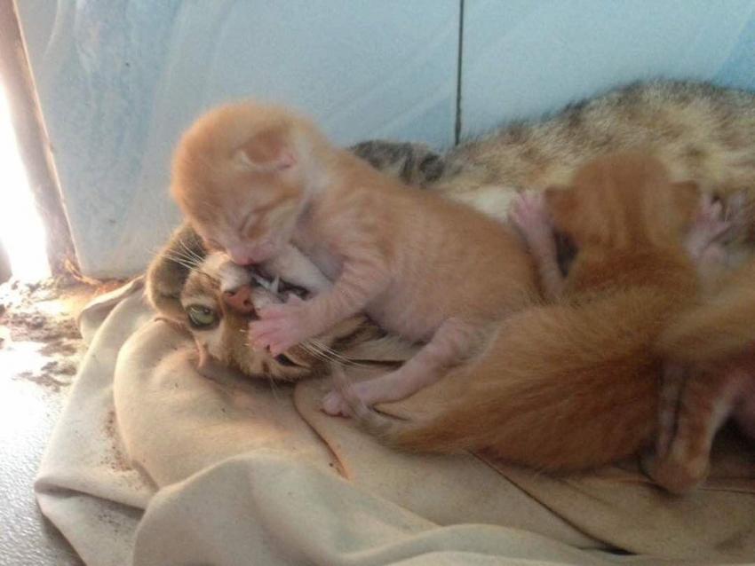 ������ ��������