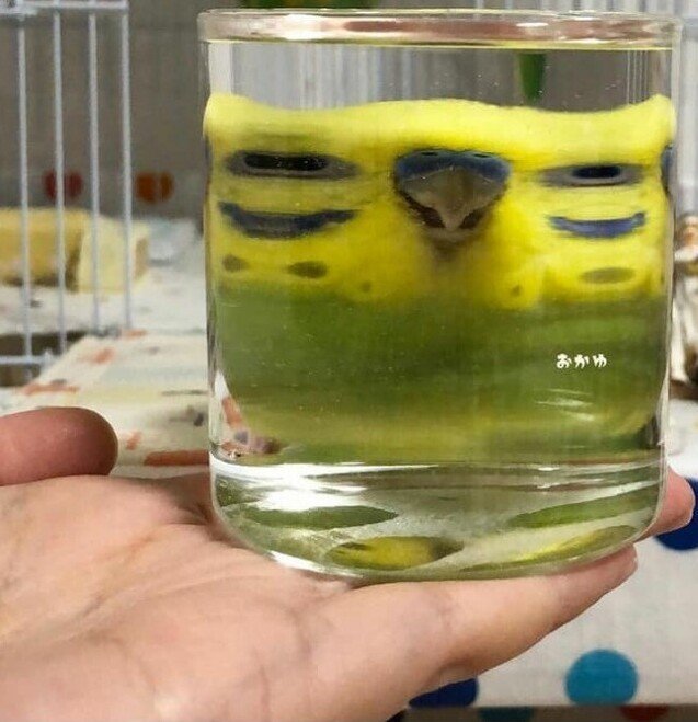 ������ ��������