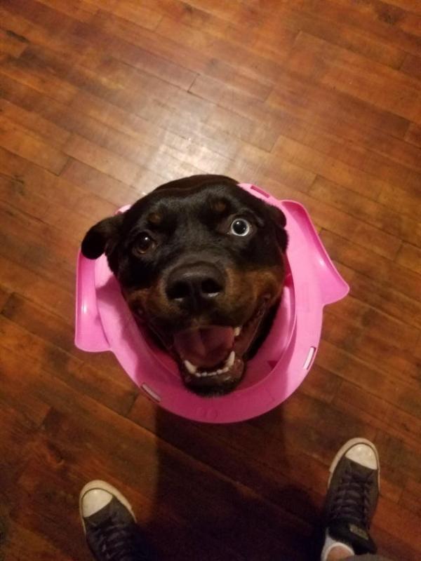 ������ ��������