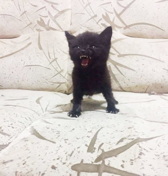 ������ ��������