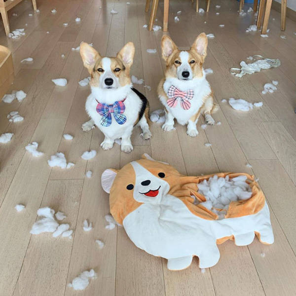 ������ ��������