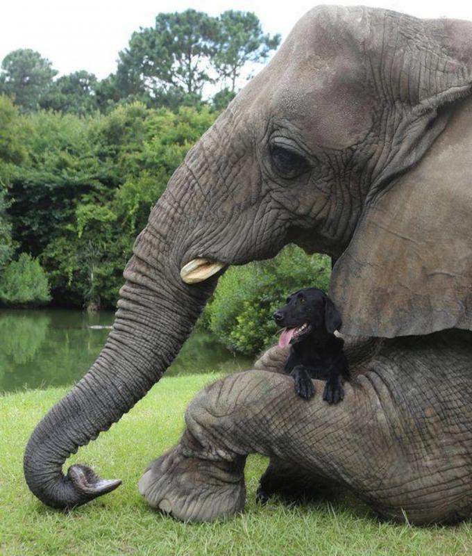 ������ ��������