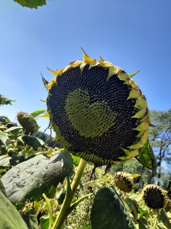 ������ ��������