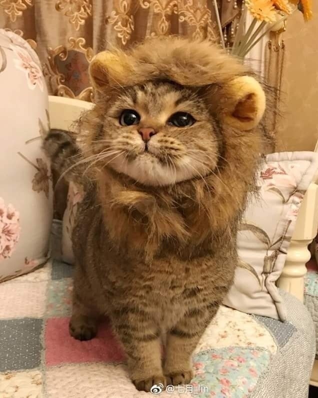 ������ ��������