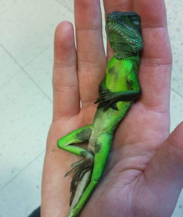 ������ ��������