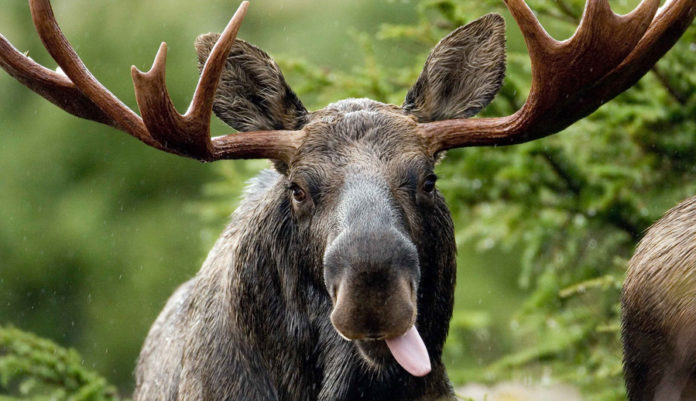 ������ ��������